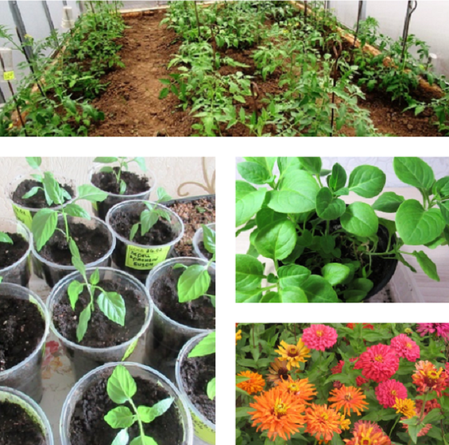 коллаж из фото автора