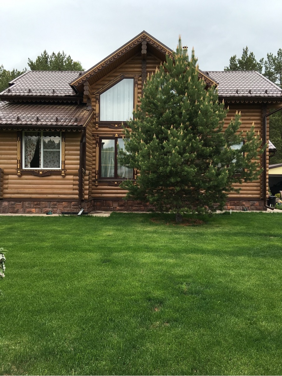 2017 год. Сосна еще молодая