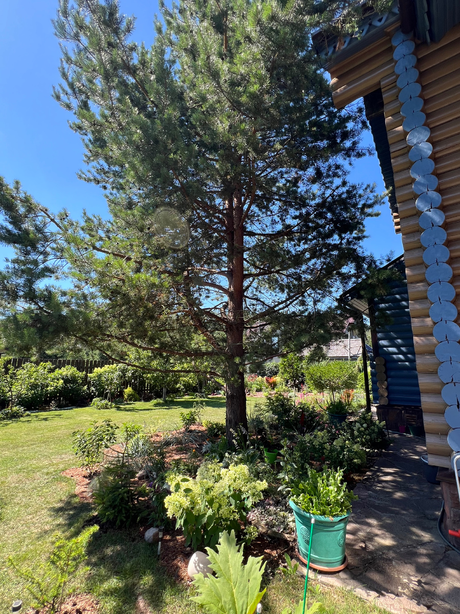 Одна из сосен на участке