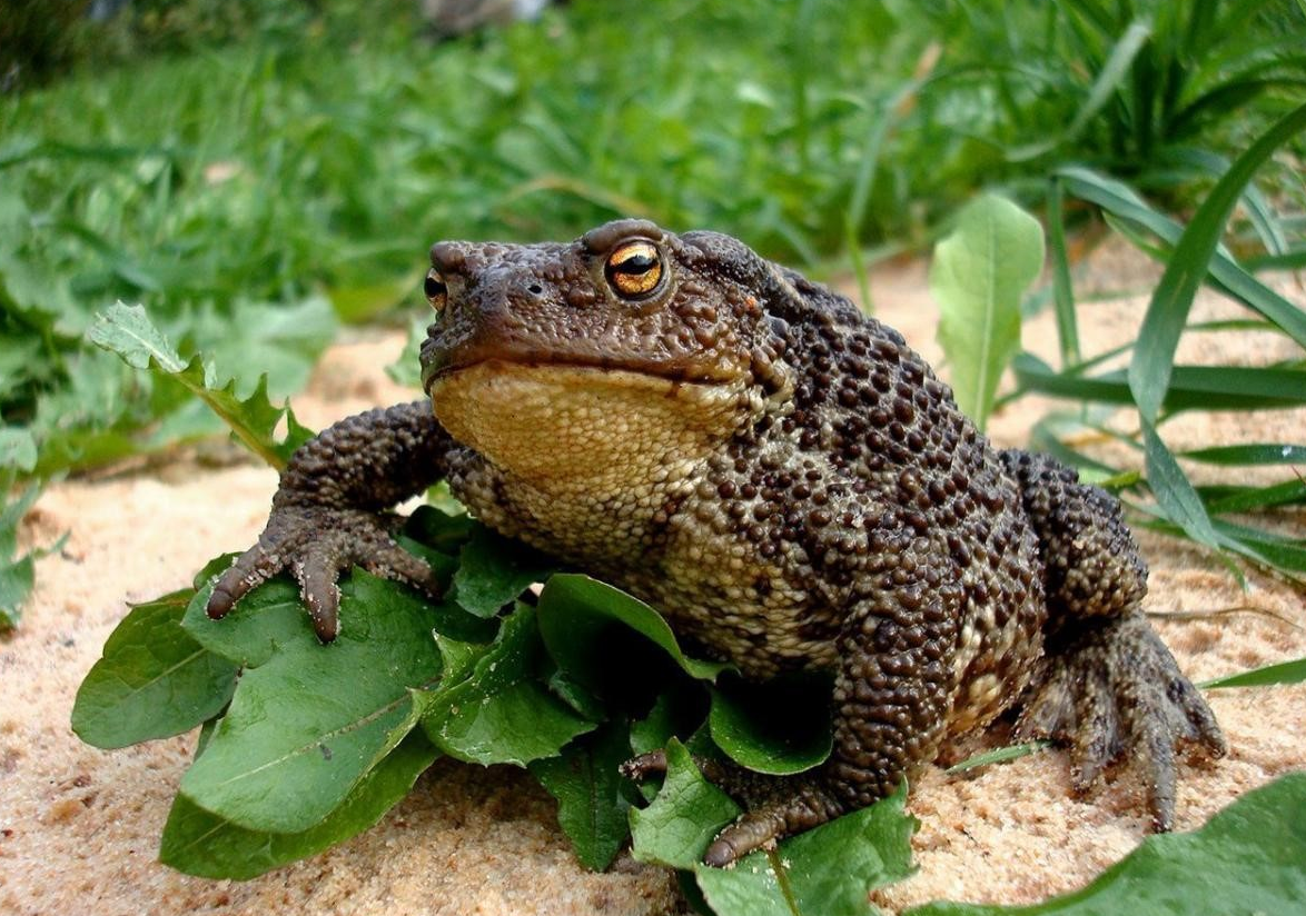 Картинка из свободных источников