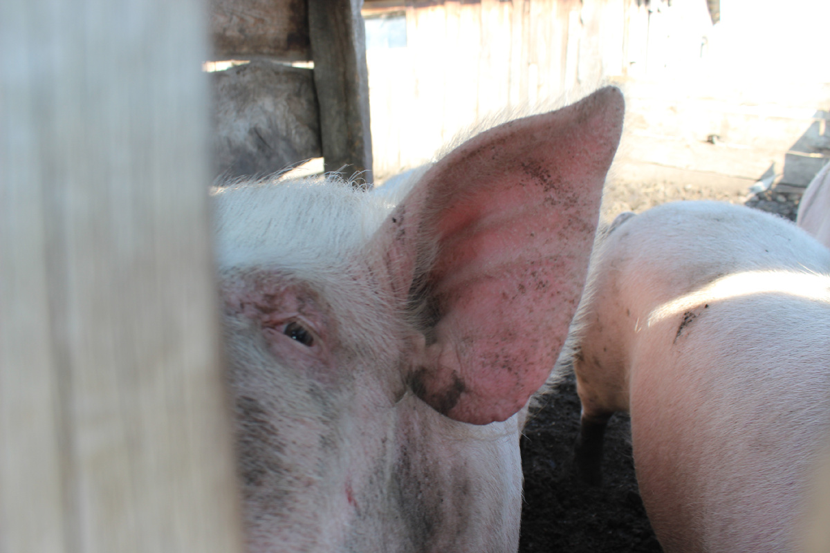 Еду вроде в «Волге», а понять не могу с кем. На меня посмотрит – брат. Смотрит на дорогу, нет, не брат, а кто?  Какой то грек. Нос у него в профиль ровный со лбом. Далее нирвана.