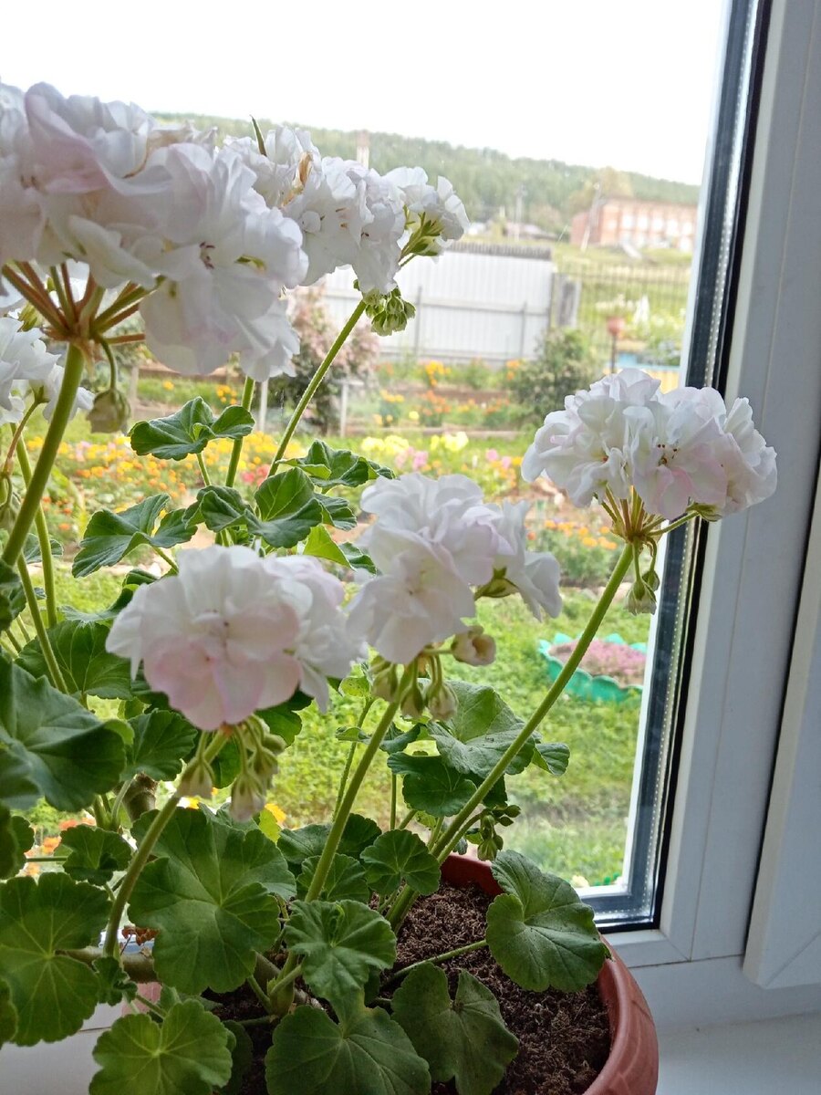 та самая бабушкина зональная пеларгония 