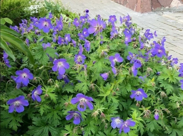 герань многолетняя садовая