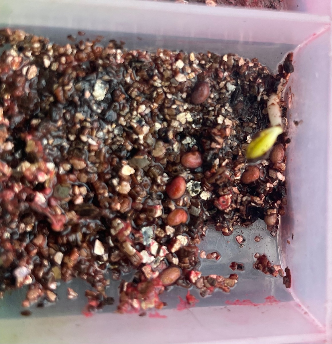 баптизия 'Purple Smoke'