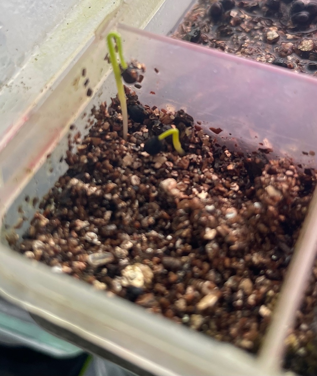 Леопольдия хохолковая