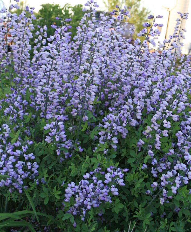 баптизия 'Purple Smoke' (фото с pinterest.com)