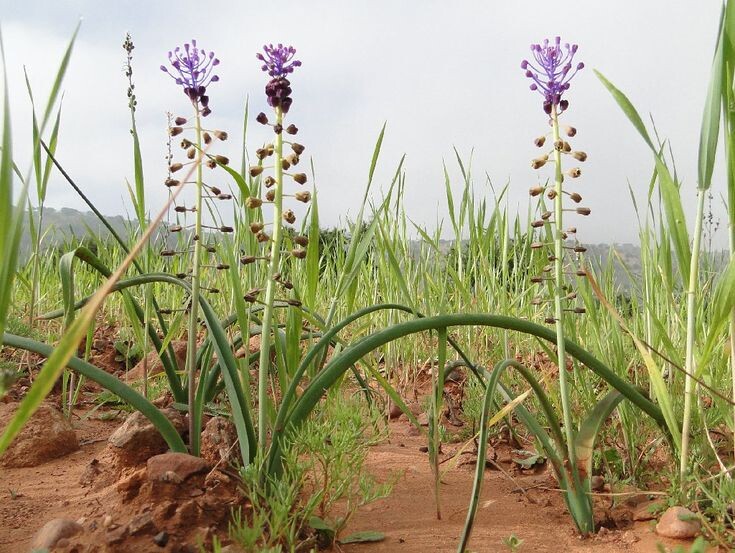 Леопольдия хохолковая (фото с pinterest.com)