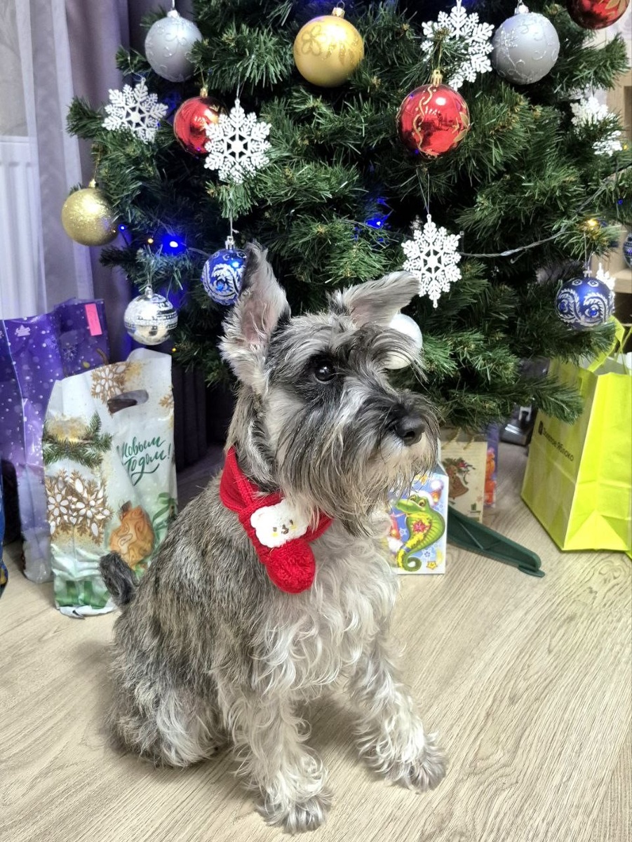 Обязательное фото под ёлкой