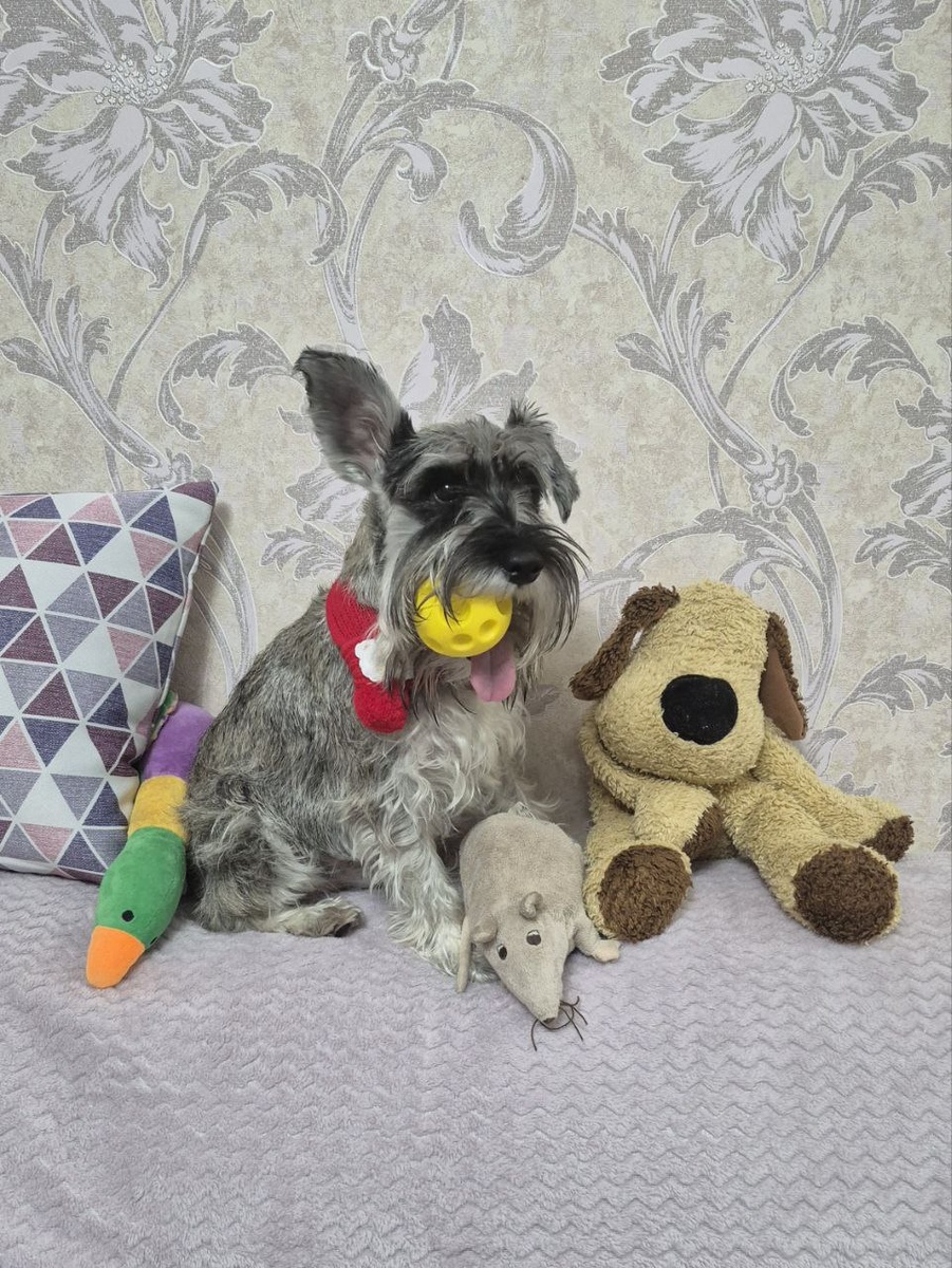 Еще больше высунуть язык не получилось!