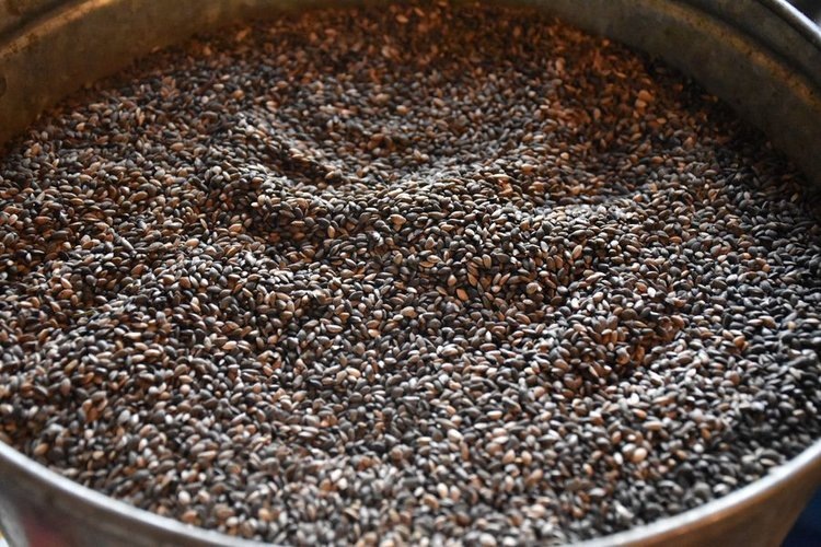    Лесное семеноводство Башкортостана перевыполнило план на 124 процента