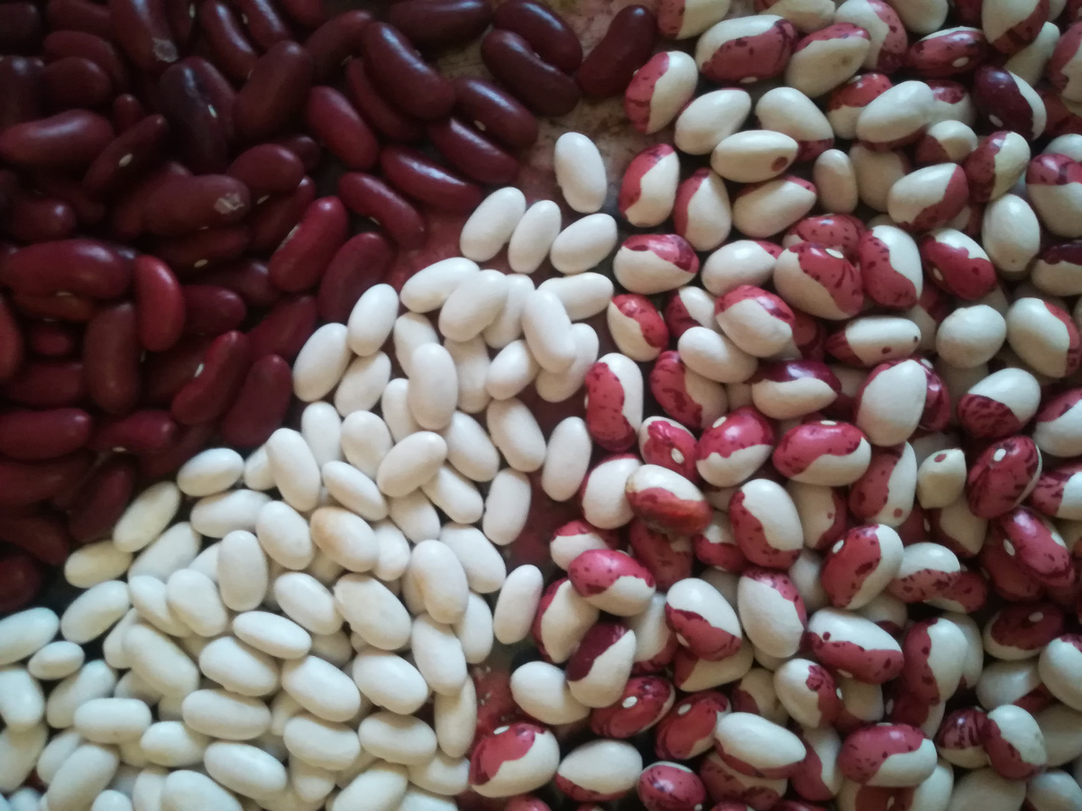 Наша фасоль. Фото автора