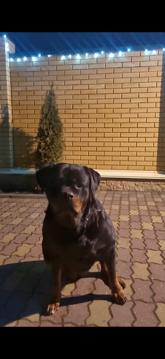 А снега нет, а снега нет.