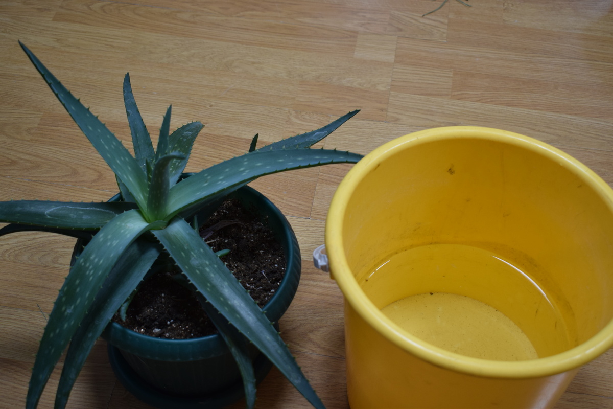 зимой по  возможности поливаю алоэ снеговой водой(фото автора)