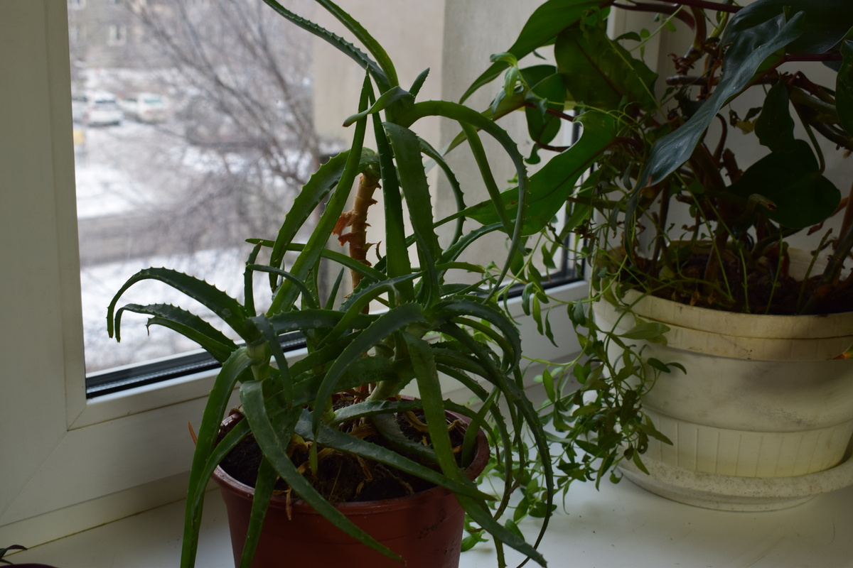 этот куст алоэ растет у меня уже много лет(фото автора)