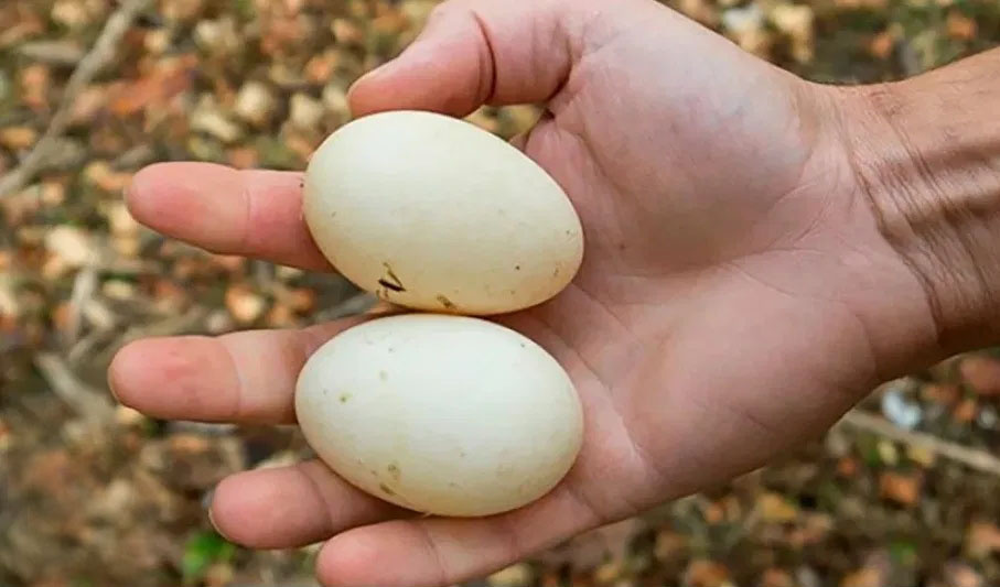 Почему в магазинах не бывает утиных яиц, и с чем связан запрет на их продажу