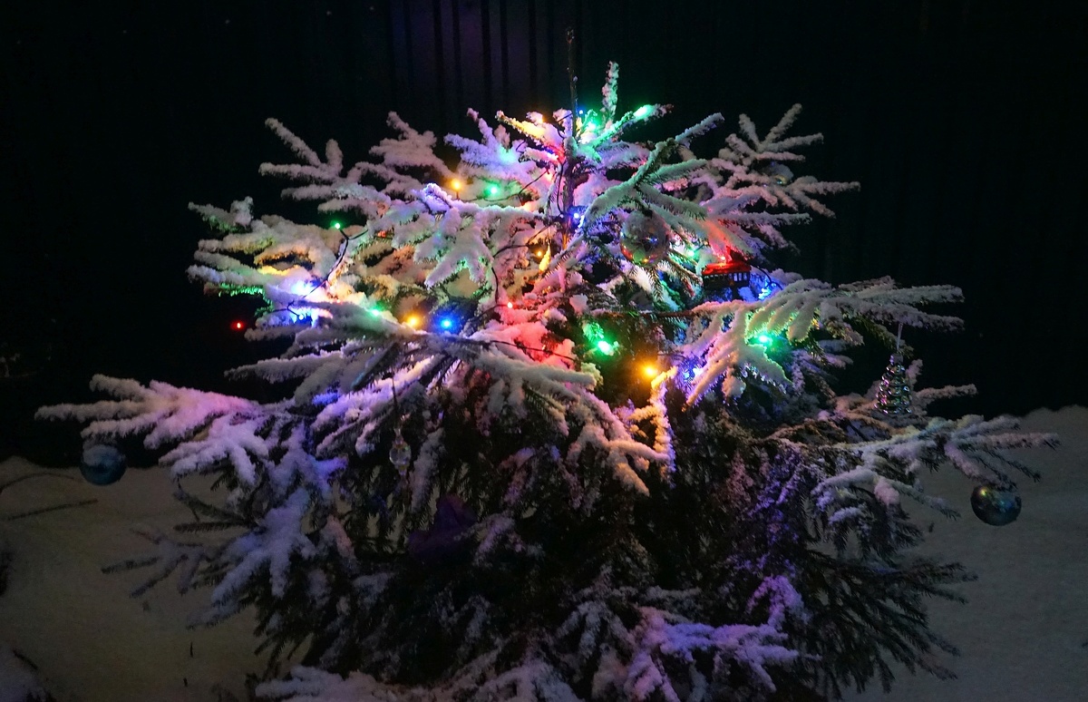 Предовогодняя ёлка в декабре 2024 года, фото автора