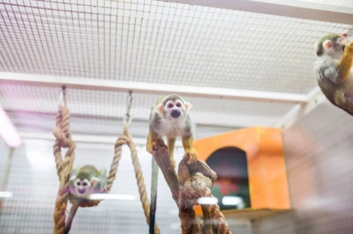    Питомцы тюменского зоопарка получили пожарные рукава