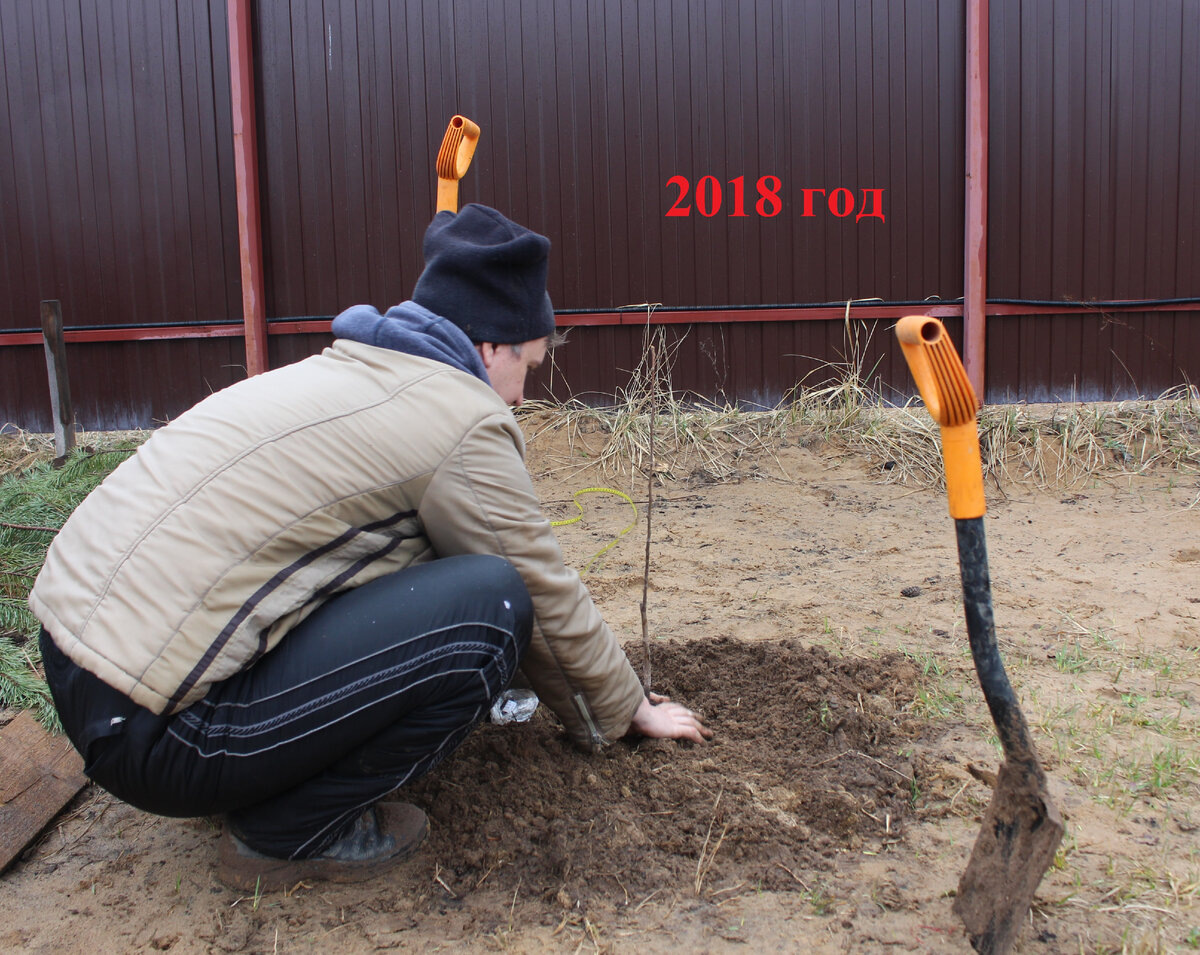 однолетний саженец груши в год посадки - высота 0,5 метра