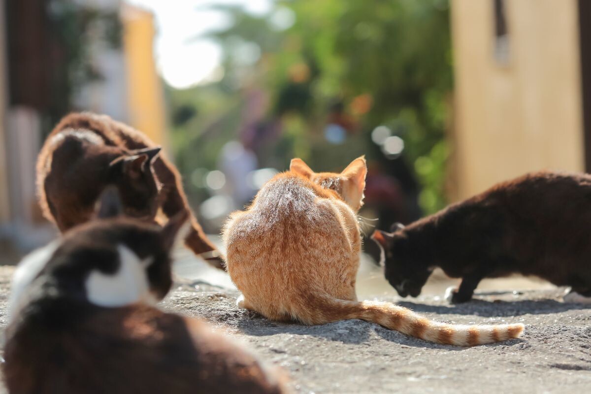 Уличные кошки 