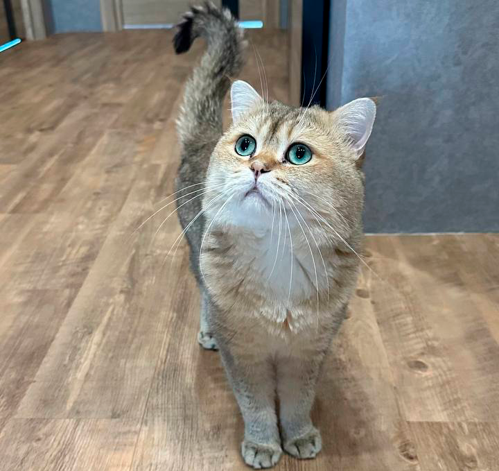 Золотая шиншилла. Масин жених, титулованный чемпион и отец её детей