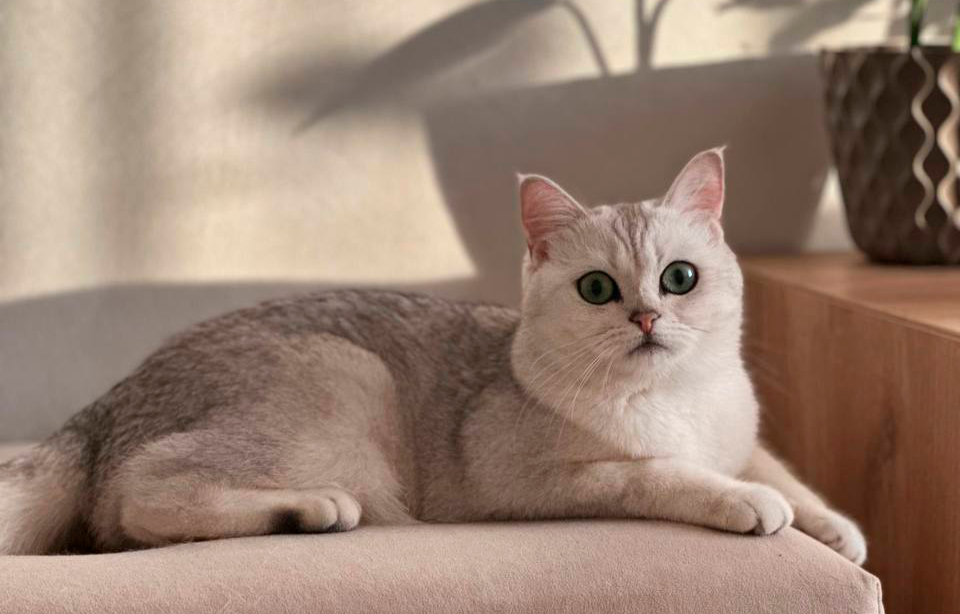 Серебристая шиншилла. Моя кошка Амелия, по домашнему - Мася