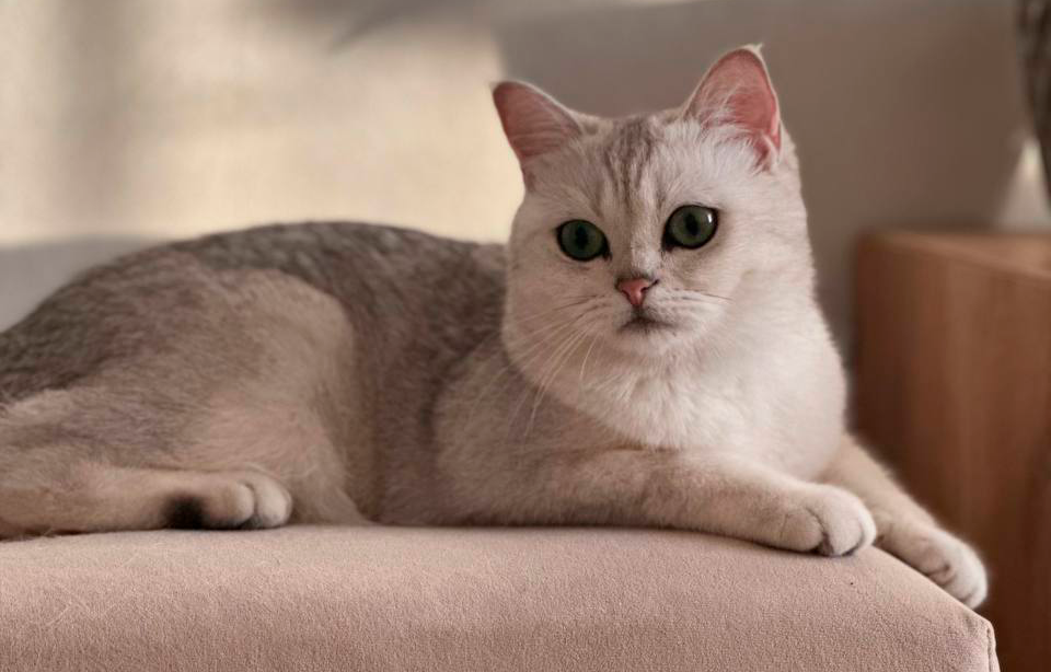 Серебристая шиншилла. Моя кошка Амелия, по домашнему - Мася