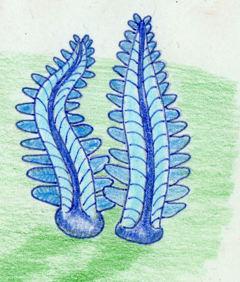 Реконструкция парачарнии на основе зарисовки Жана Клурфельда