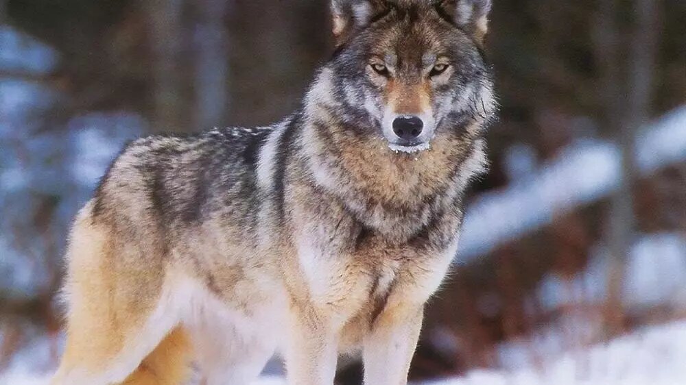     Источник: Госохотдепартамент ТО