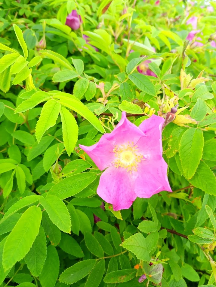 Цветение Шиповника поверх рухнувшей бетонной стены! С этих роз можно запаривать чай и готовить джем))) Но это только весной. Имея кирку можно выкопать кустик... Правда еще и УШМ потребуется для распила арматуры)))