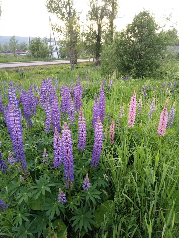 Люпины! Именно в моем городе такие растут только на кладбище))) Причем в последние дни осени тоже... Странные Люпины... Имеют стойкую ассоциацию с кладбищем. Но это касается только моего города.