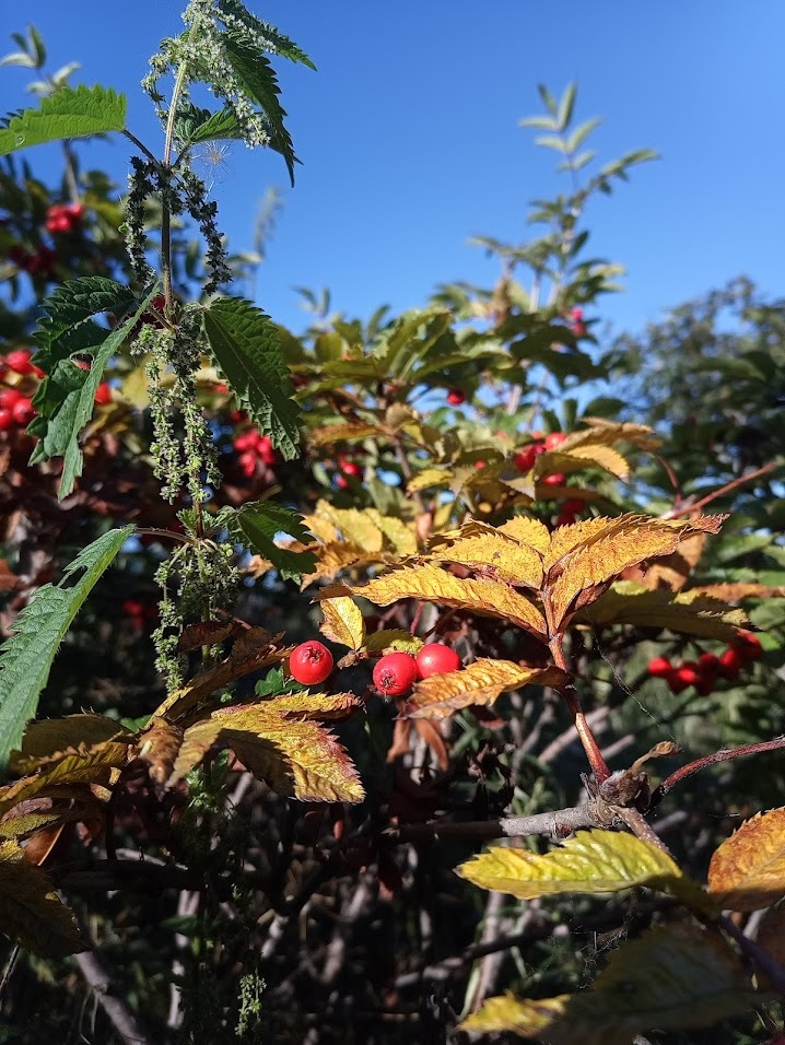 Осень. Сладкая рябина у *Экологически чистой* обочины)))