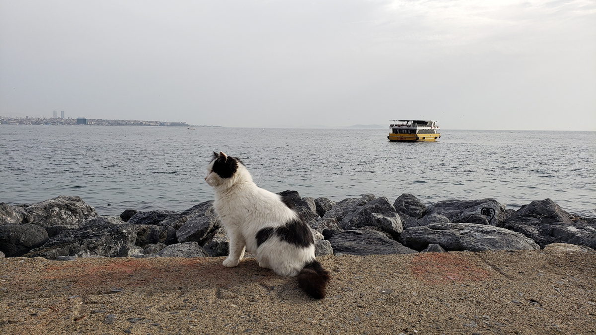 Море есть, а рыбы нет...