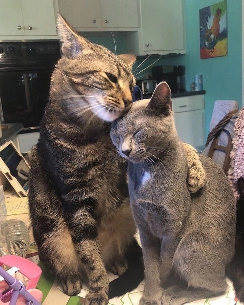 иллюстрация из яндекс картинки.