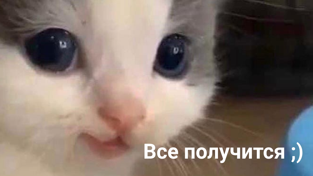 Котик верит в вас !