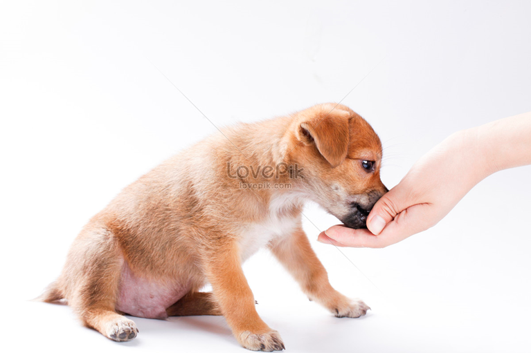 Источник: https://lovepik.com/images/feed-dog.html 