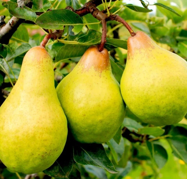 Груша Бере зимняя, один из родителей - дикая уссурийская груша 