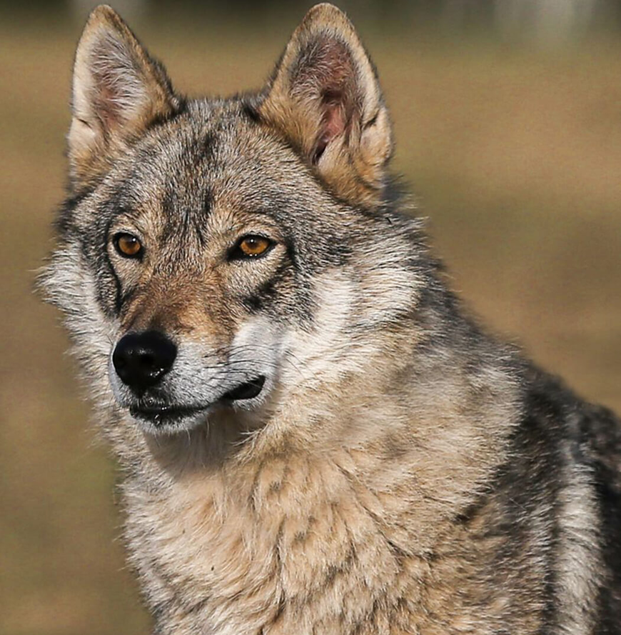 Источник: https://wildfauna.ru/volkosob 