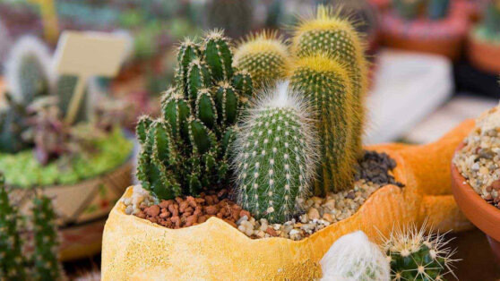    Полив, освещение, температура: какие условия и уход нужны для успешной зимовки кактусов Ирина Петрова