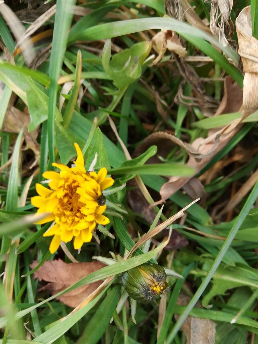 4 января. Цветут одуванчики