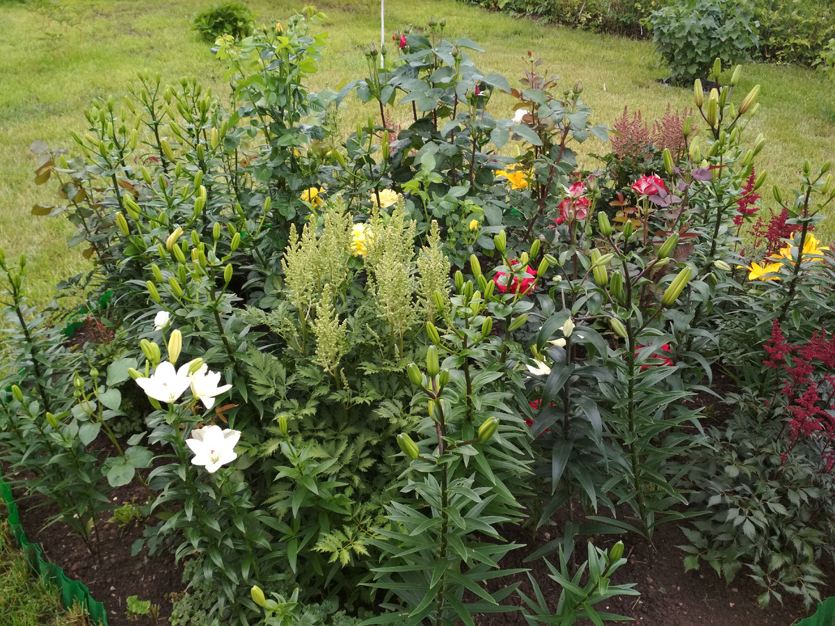 2017 год. Мой цветник с розами, лилиями и астильбами на старом участке.