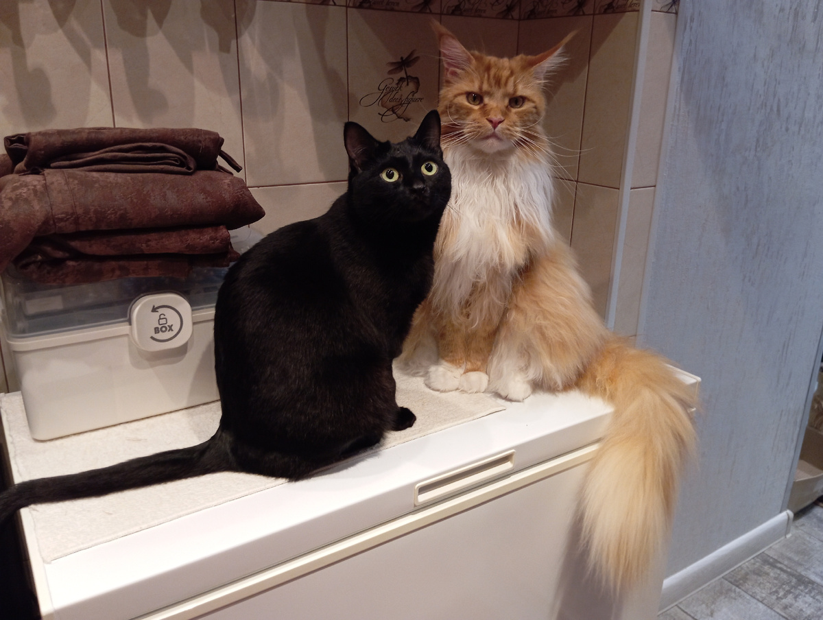 Мейн кун Степа и кот Тихон.