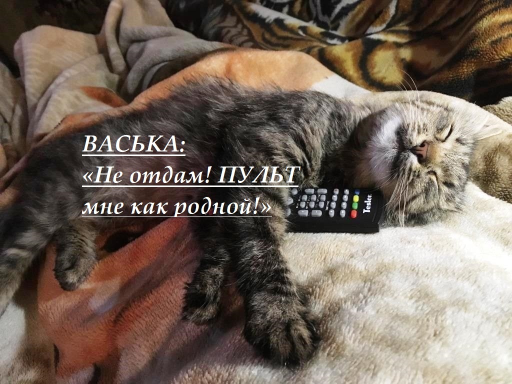 Васька спит в обнимку с пультом от телевизора... 