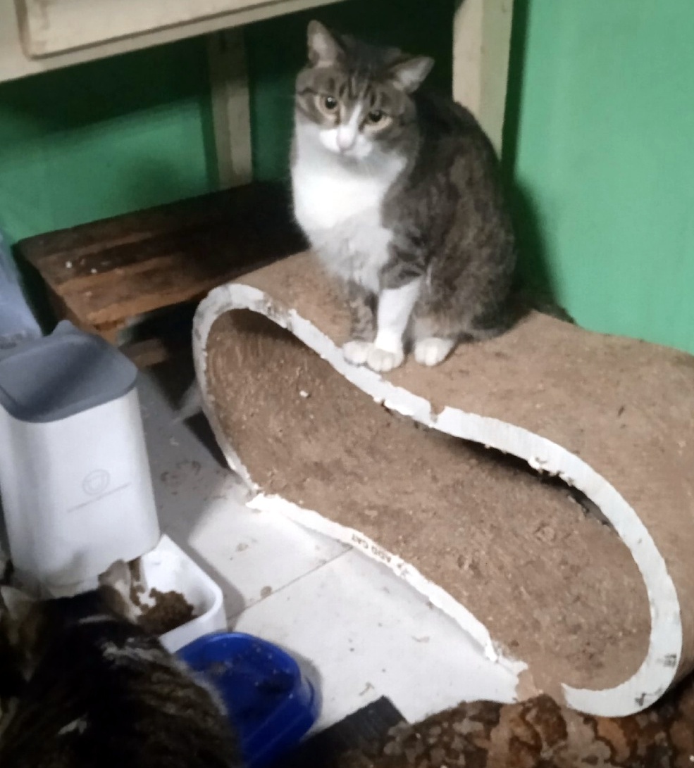 Василий с Ириской наедались впрок! До 9 января