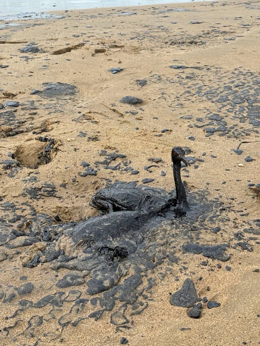 Фото: чат в телеграме «Разлив нефти в Чёрном море»