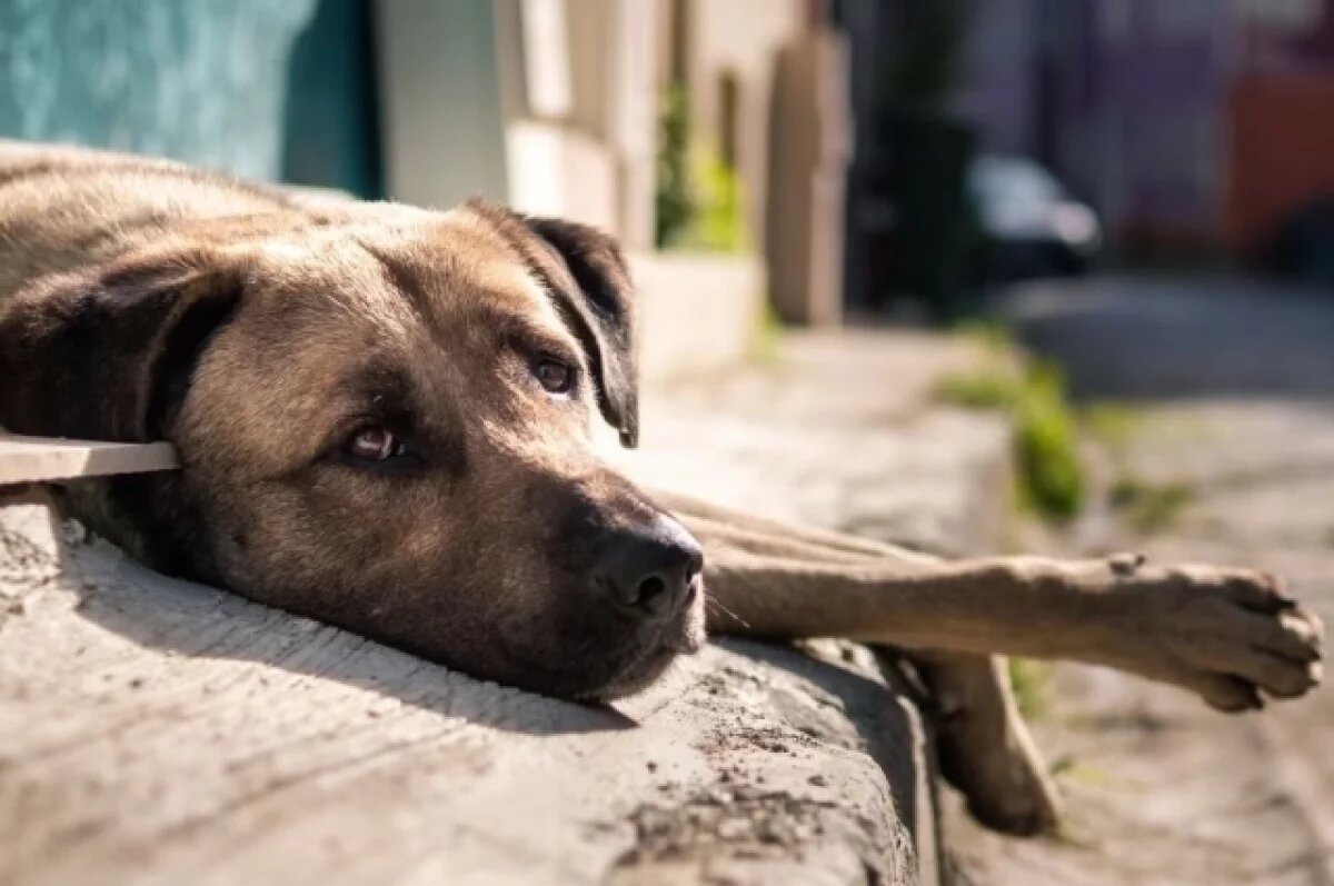    Жители Дзержинского района Новосибирска в 3 раза чаще жалуются на собак
