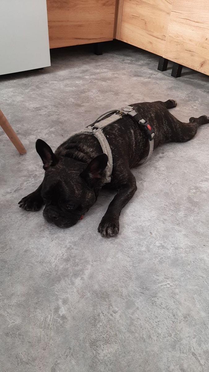 Фото Арчика. Восьмилетний пацан тупо устал скакать.😂