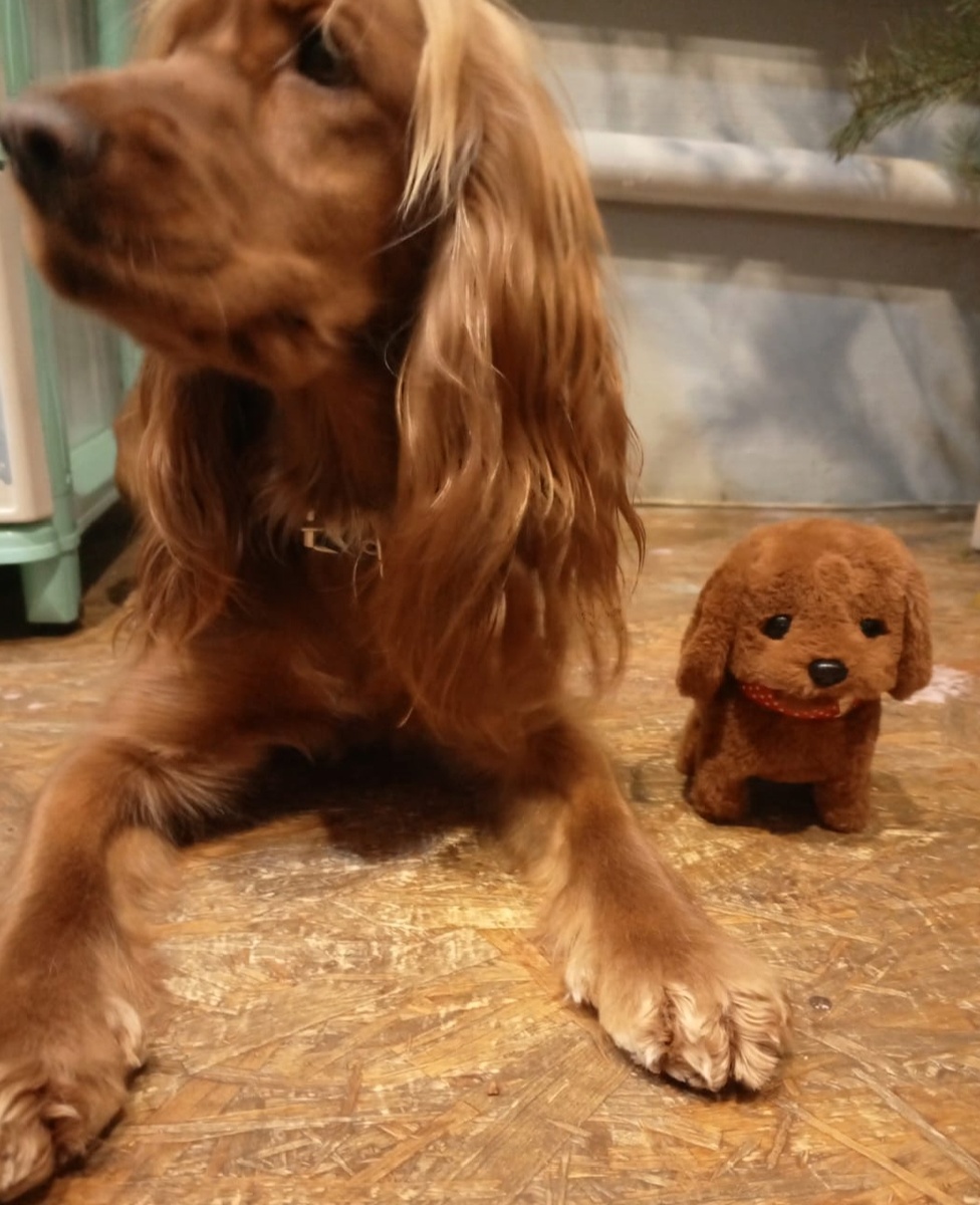 Фото из архива наших питомцев. Марфа и Мафффа 2