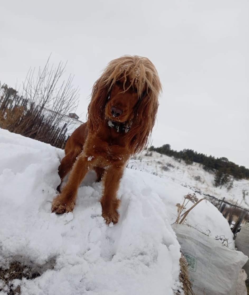 Фото из архива наших питомцев. Марфа.