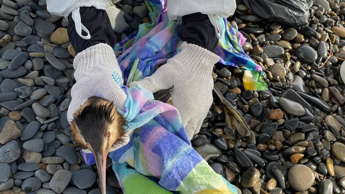    Фото: телеканал «Краснодар»