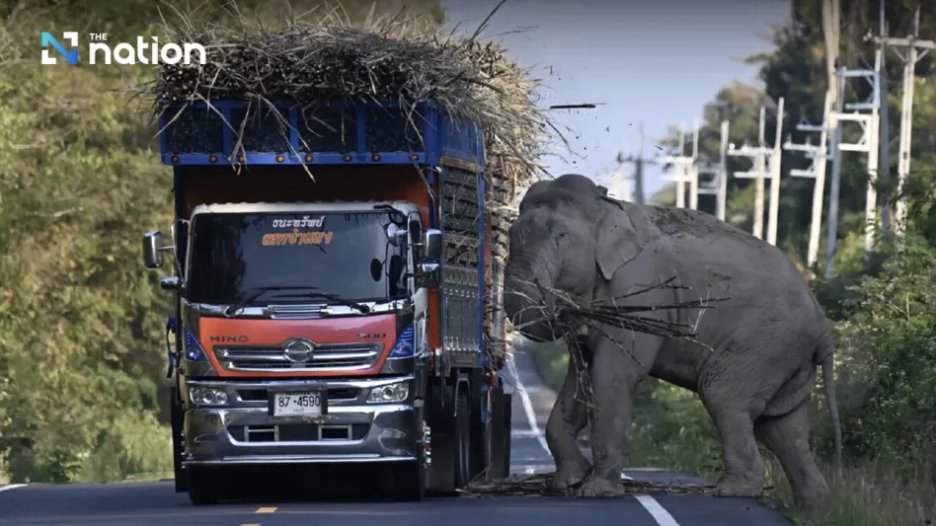 Фото: медиаресурс Asia News Network